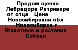 Продам щенка Лабрадора-Ретривера от отца › Цена ­ 9 000 - Новосибирская обл., Новосибирск г. Животные и растения » Собаки   